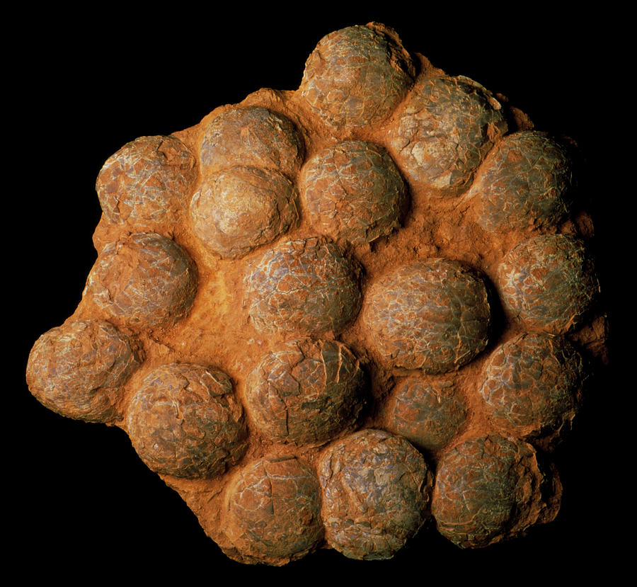 Dinosaur Eggs Photograph by Sinclair Stammers/science Photo Library