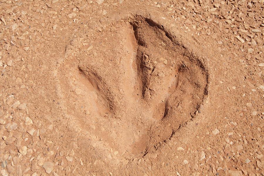 dinosaur-footprint-broome-australia-photograph-by-science-photo