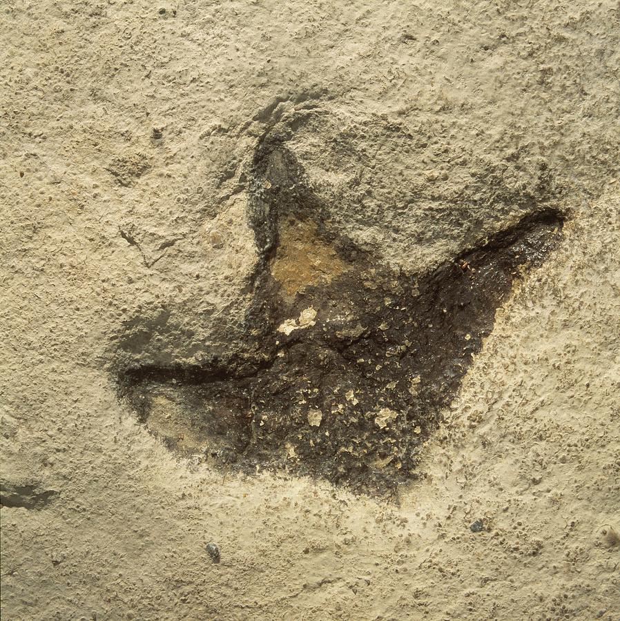 t rex footprint fossil