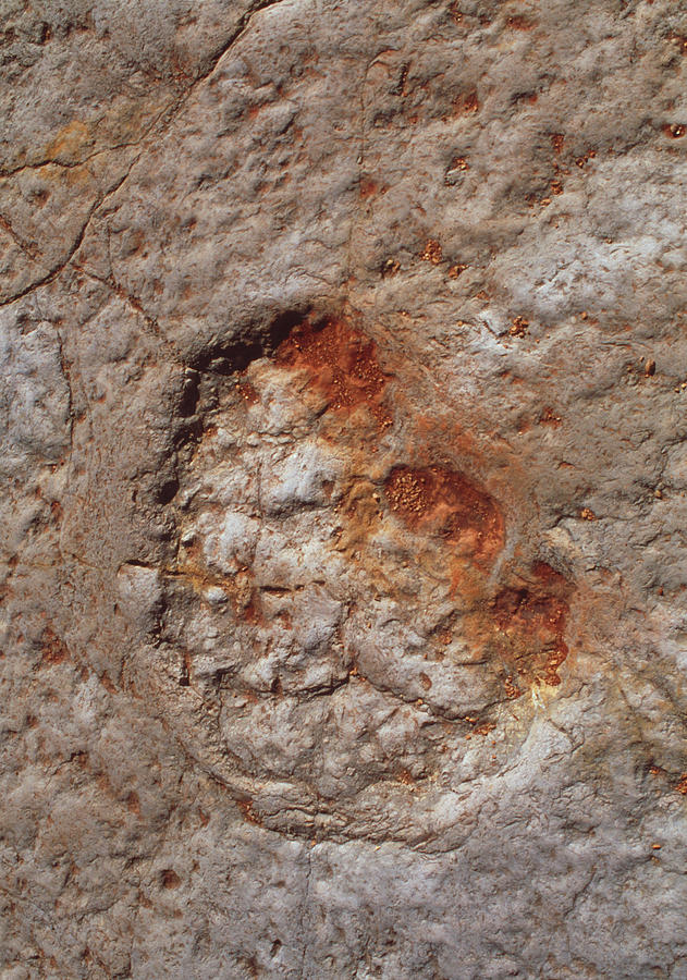 Dinosaur Footprint Photograph by Sinclair Stammers/science Photo Library
