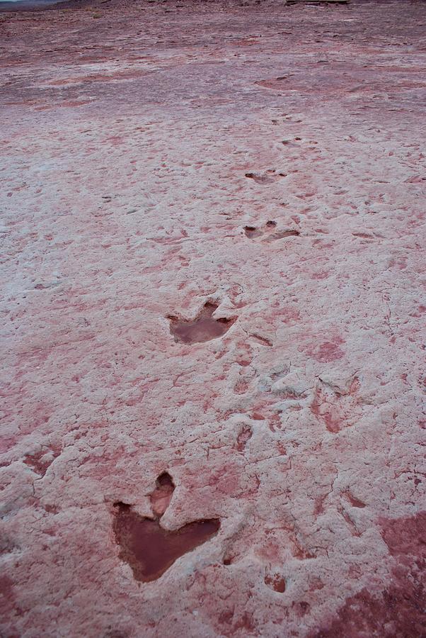 Dinosaur Footprints In Arizona Photograph by Mark Williamson/science Photo Library