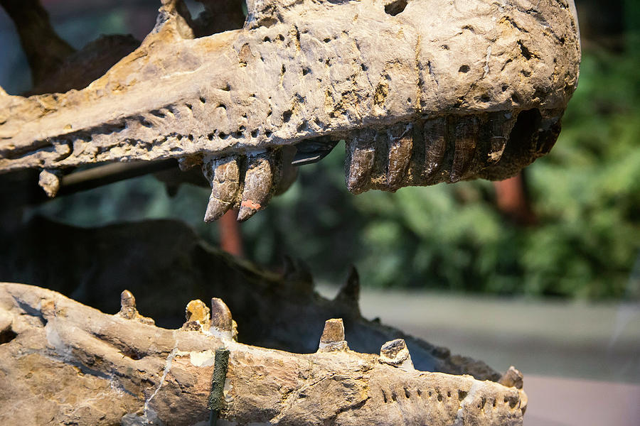 Dinosaur Jaws Exhibit Photograph by Jim West - Pixels