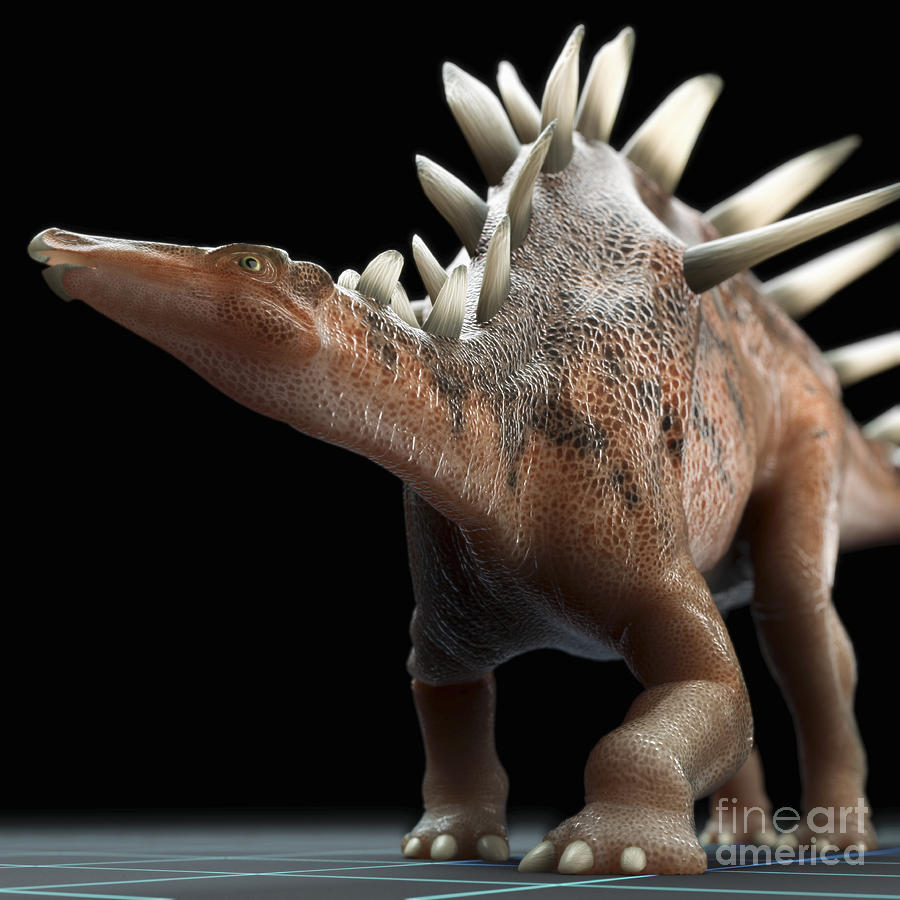 Dinosaur Kentrosaurus Photograph by Science Picture Co