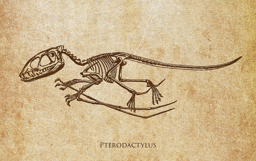 Jurassic Park Digital Art - Dinosaur Pterodactylus by Aged Pixel