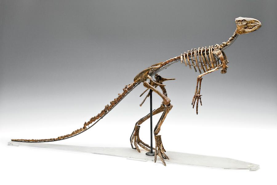 Dinosaur Skeleton Cast Photograph by Ucl, Grant Museum Of Zoology