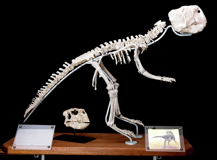 dinosaur skeleton museum