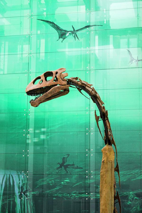 Dinosaur Photograph - Dinosaur Skeleton. by Mark Williamson/science Photo Library