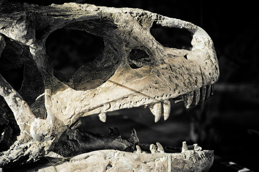 Dinosaur Skull Photograph by Melany Sarafis