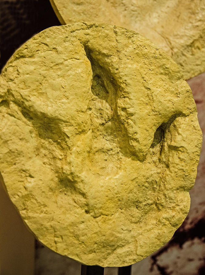 Dinosaur Theropod Footprint Photograph by Millard H. Sharp