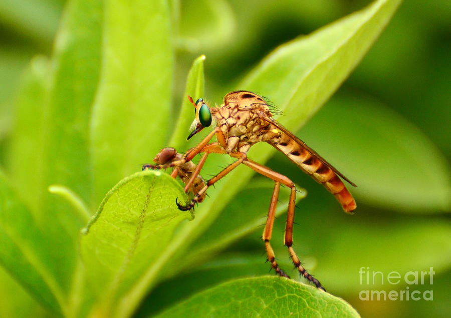 Diogmites Robberfly With Prey Photograph by Kathy Baccari