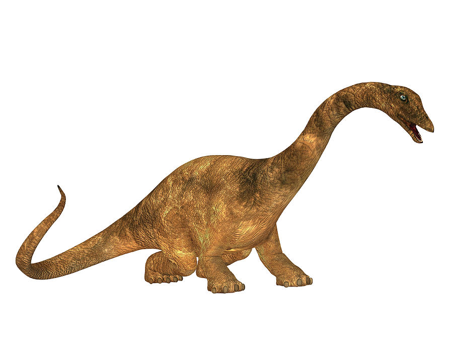 a diplodocus