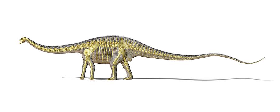 skeleton diplodocus