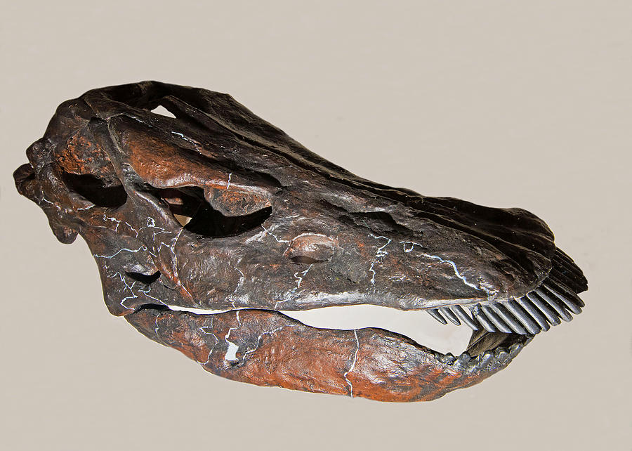 Diplodocus Skull Fossil Photograph by Millard H. Sharp