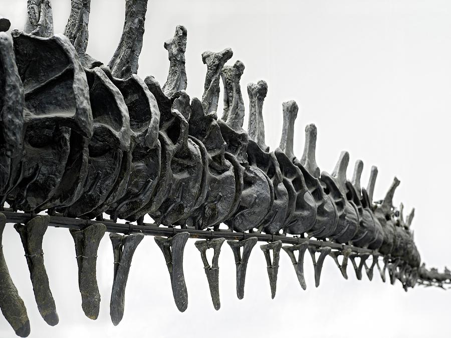 diplodocus bones