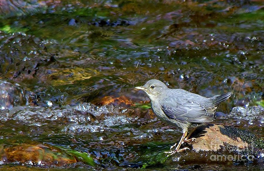 Dipper Photograph by Michele Penner