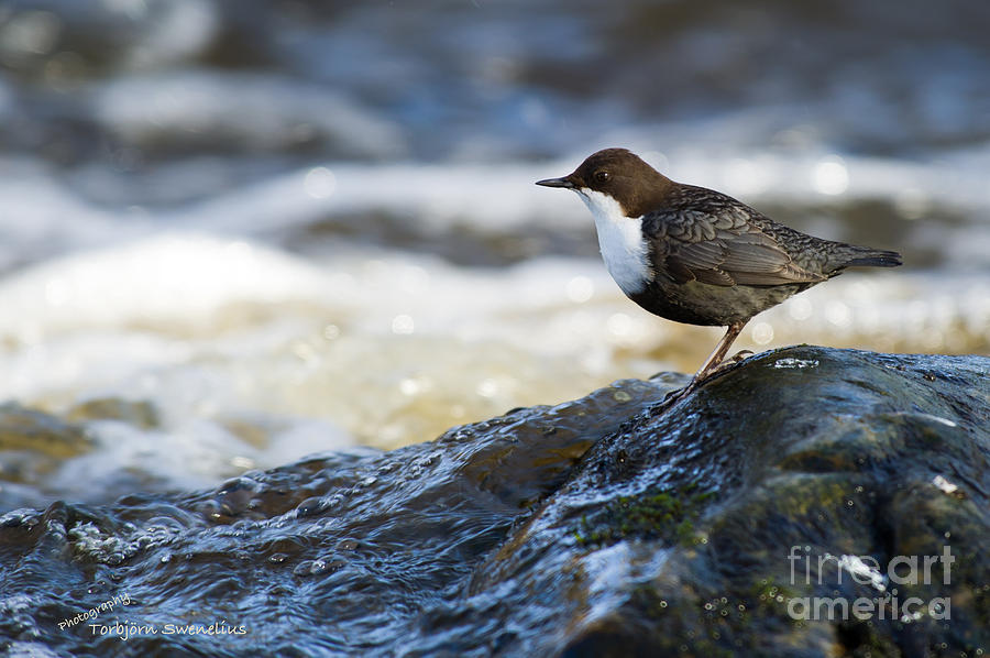 Dipper Profile Photograph by Torbjorn Swenelius