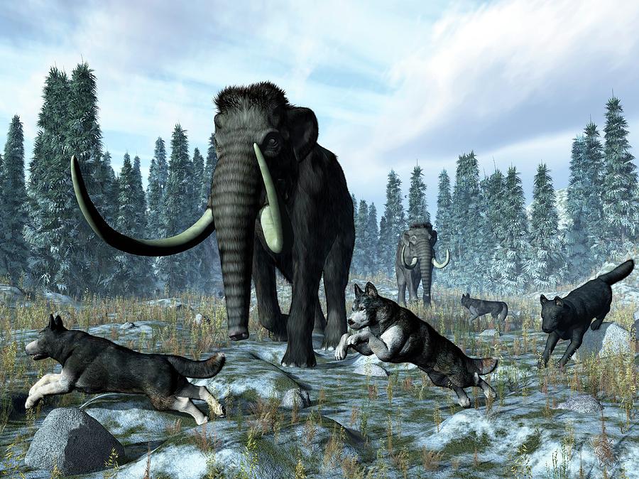 Dire Wolves And Mammoths Photograph by Walter Myers