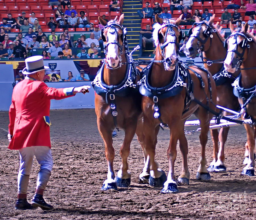 Direction Of The Ringmaster Photograph By Marcel J Goetz Sr 8563