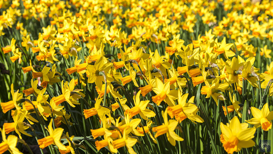 Directional Daffodils Photograph by Anatole Beams - Fine Art America