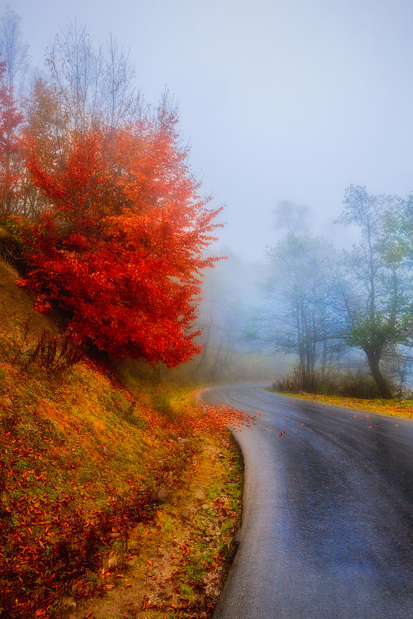 Directional Road Photograph by Niloufar Hoseinzadeh