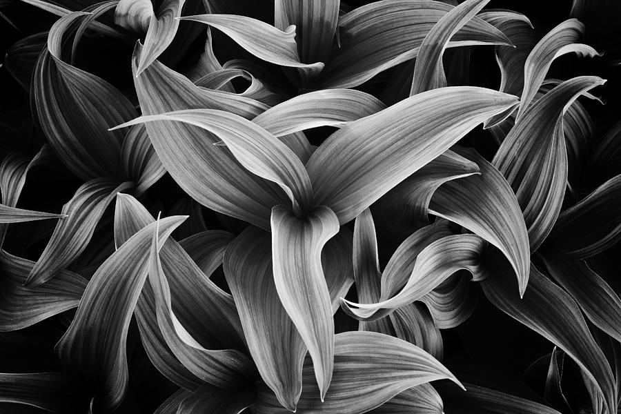 Black And White Photograph - Directions of Life by Darren White