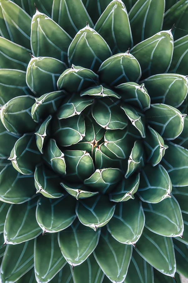 Directly above view of cactus leaves Photograph by Alexander Spatari