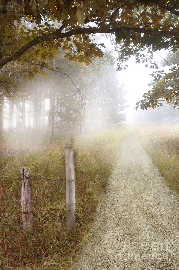 Fall Photograph - Dirt Road in Fog by Jill Battaglia