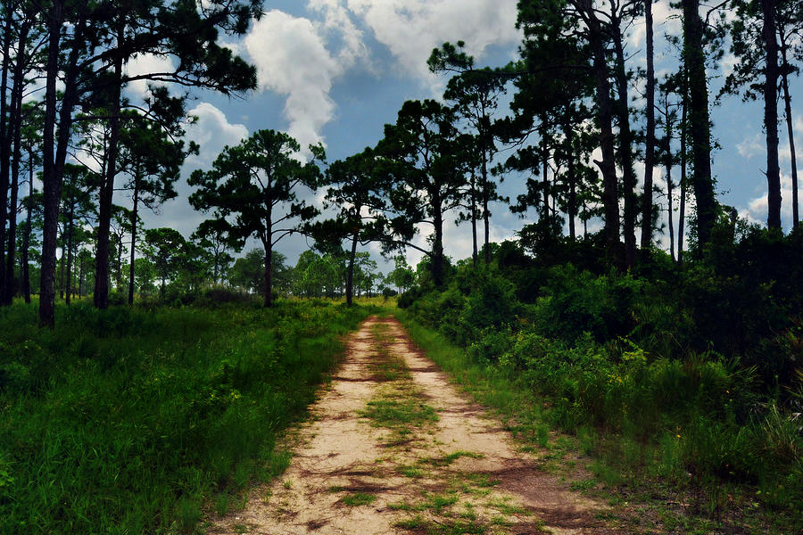 Tree Photograph - Dirt Road into the Horizon by Amber Summerow