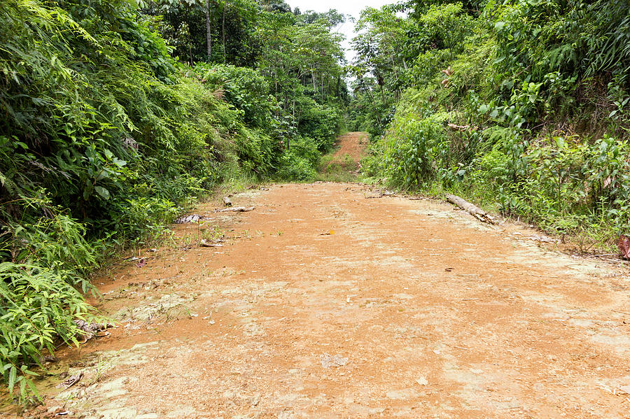 Dirt Road Leading Into The Rainforest Photograph by Science Photo Library Dirt Road Leading Into The Rainforest Photograph by Science Photo Library