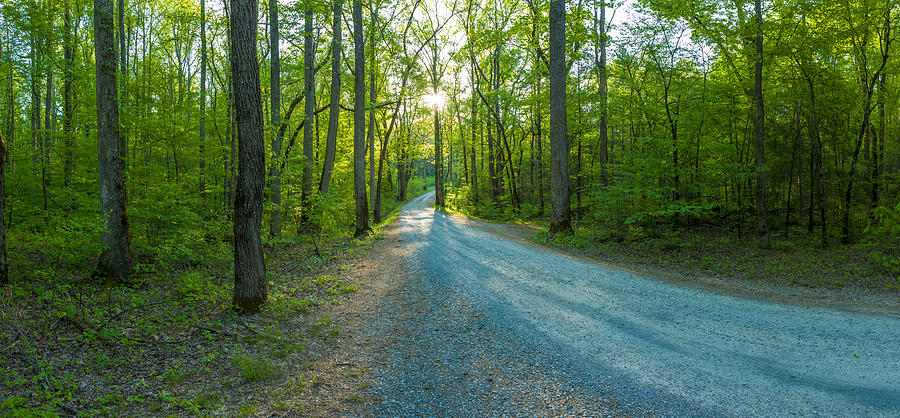 Nature Photograph - Dirt Road Passing Through A Forest by Panoramic Images