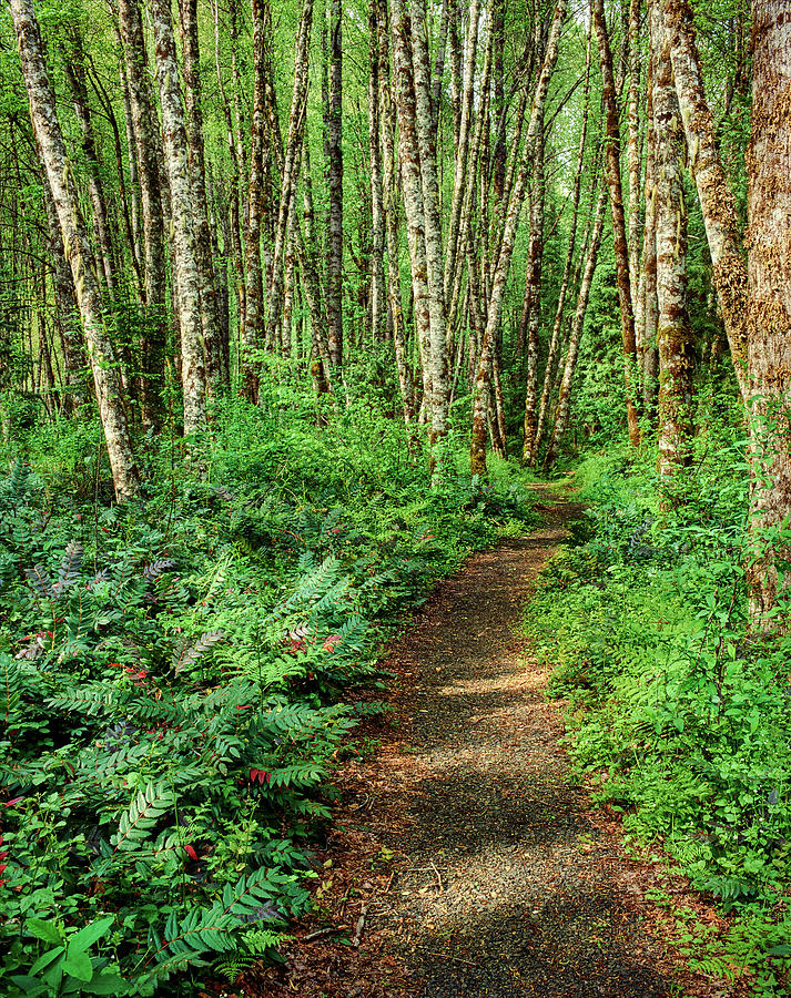 Dirt Road Passing Through Alder Forest Photograph by Panoramic Images ...