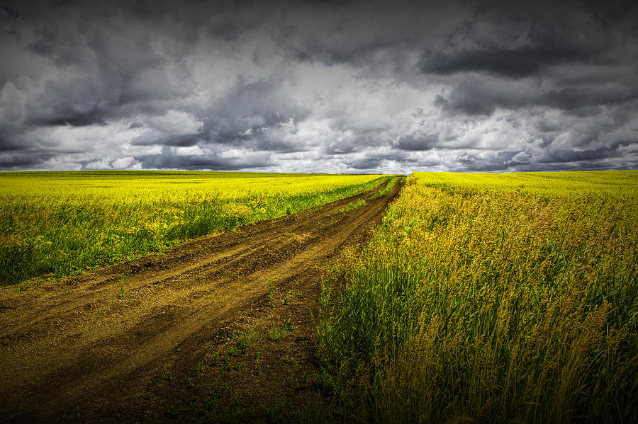 Landscape Photograph - Dirt Road through a Canola Field by Randall Nyhof