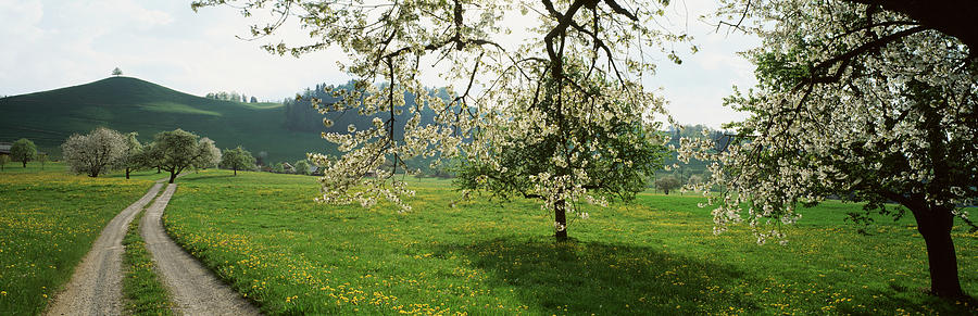 Color Image Photograph - Dirt Road Through Meadow Of Dandelions by Panoramic Images Color Image Photograph - Dirt Road Through Meadow Of Dandelions by Panoramic Images