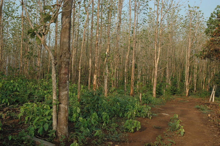 Dirt Road Through The Teak Forest Digital Art by Serge Seymour - Fine ...