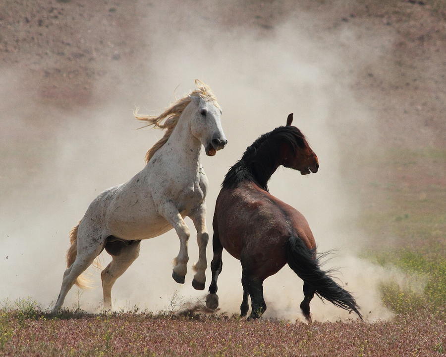 Horse Photograph - Dirty Business by Gene Praag Horse Photograph - Dirty Business by Gene Praag