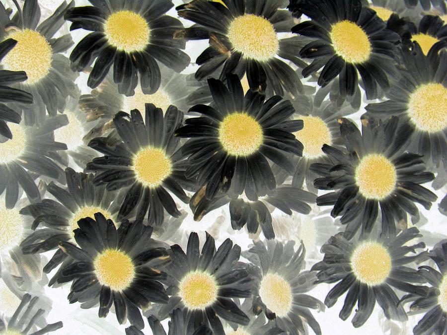 Dirty Daisies - PhotoPower Photograph by Pamela Critchlow