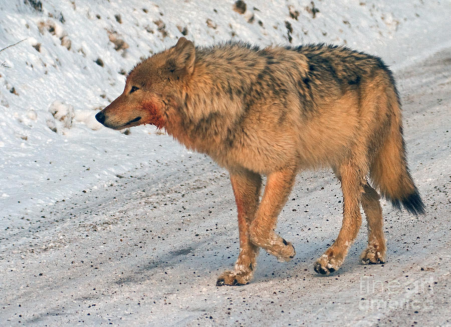 Dirty Faced Wolf Photograph by J L Woody Wooden - Fine Art America