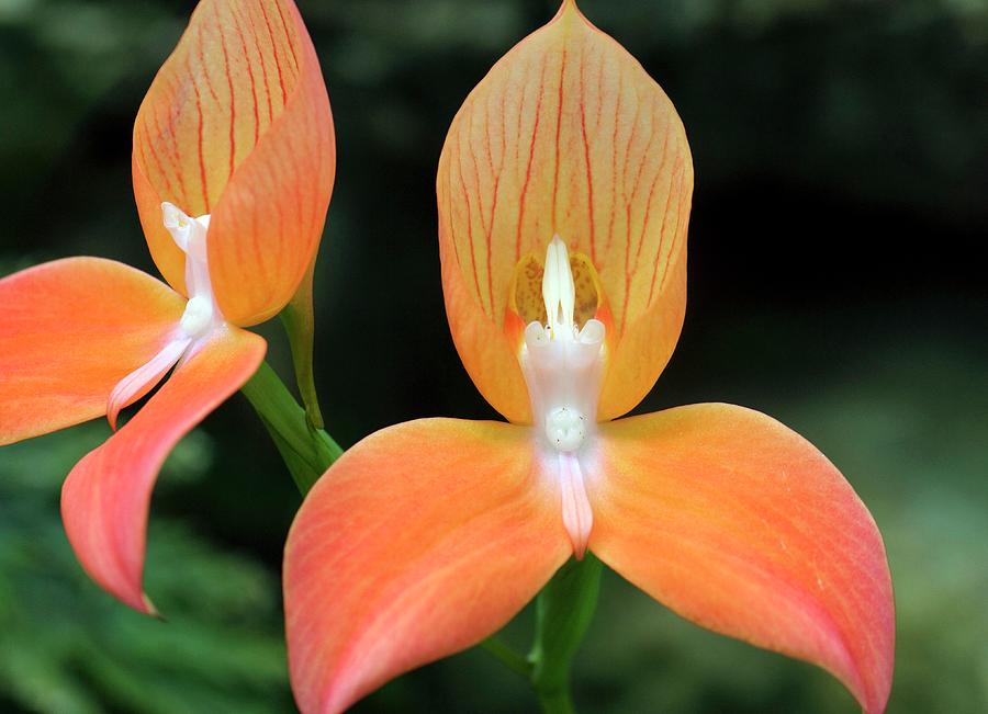 Disa Uniflora Syn Disa Grandiflora Photograph by Sam K Tran/science ...