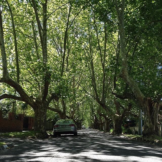 Discovered This Interesting Tree-lined Photograph by Linda Lim