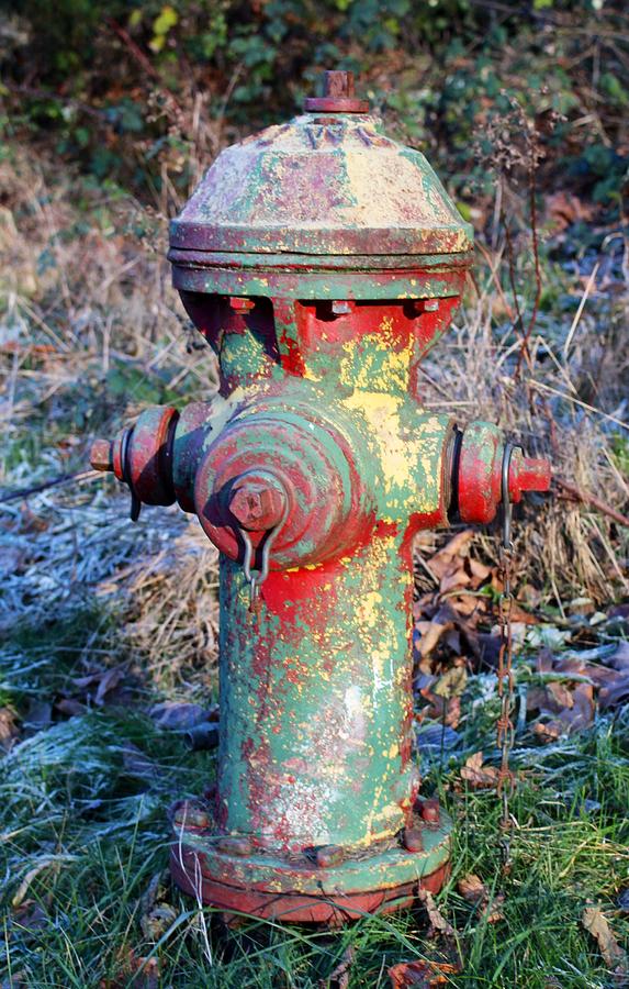 Discovery Park Fire Hydrant Photograph by Suzanne Lorenz