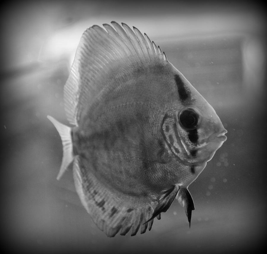 Discus Fish Photograph by Nathan Abbott