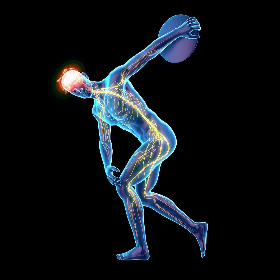 Athlete Photograph - Discus Throwers Nervous System by Sebastian Kaulitzki/science Photo Library
