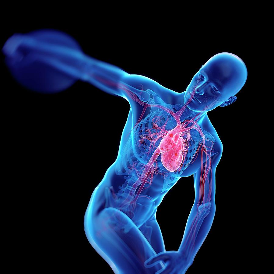 Athlete Photograph - Discus Throwers Skeletal Heart by Sebastian Kaulitzki/science Photo Library