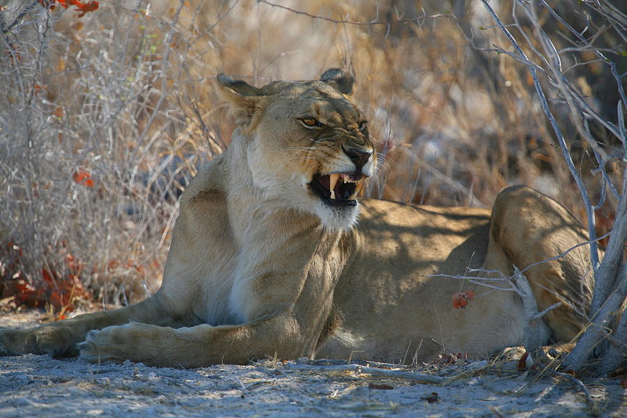 Disgruntled Lioness Photograph by Bruce J Robinson