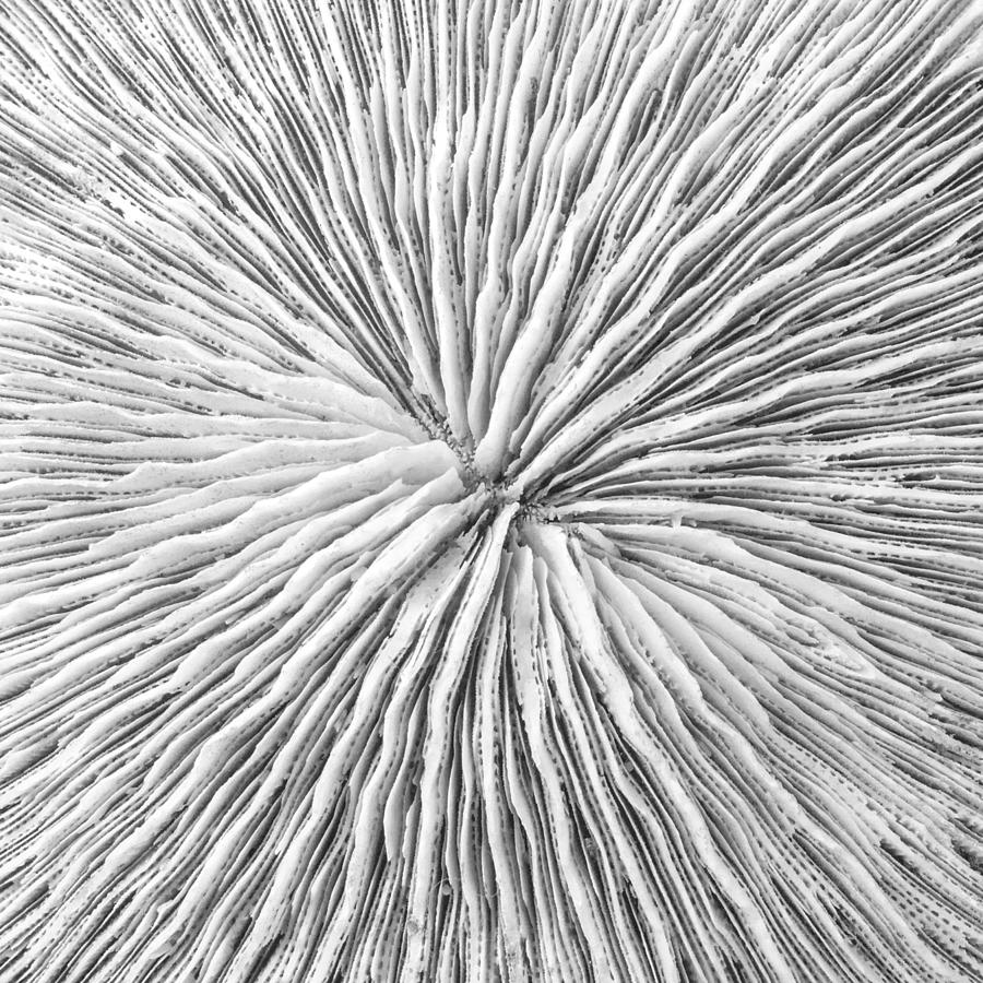 Black And White Photograph - Disk Coral or Fungia coral by Jim Hughes