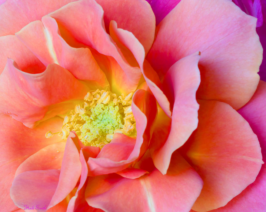 Nature Photograph - Disneyland Rose Beauty by Heidi Smith