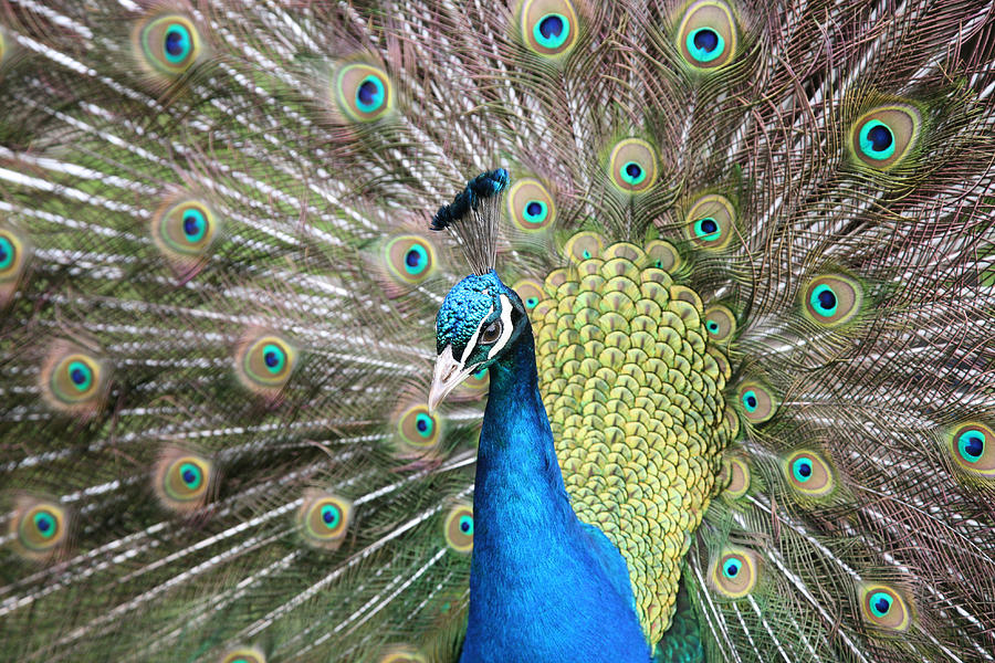 Displaying Peacock Photograph by John Keates