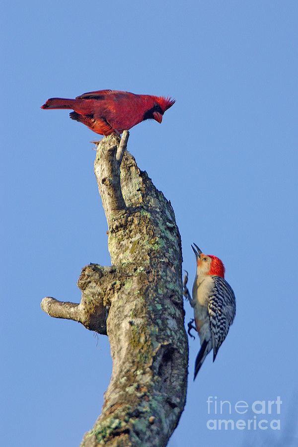 Dispute Between a Red Cardinal and a Red-bellied Woodpecker Photograph by John Harmon