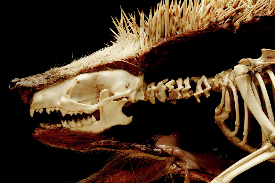 Wildlife Photograph - Dissected Hedgehog by Mauro Fermariello/science Photo Library
