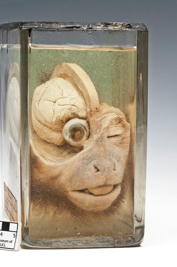Dissected Monkey Head Photograph by Ucl, Grant Museum Of Zoology